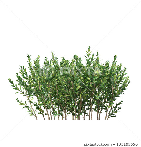 deciduous tree, isolate on a transparent background, 3d illustration deciduous tree, isolate on a transparent background, 3d illustration 133195550