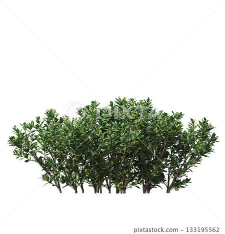 deciduous tree, isolate on a transparent background, 3d illustration deciduous tree, isolate on a transparent background, 3d illustration 133195562