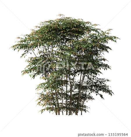 deciduous tree, isolate on a transparent background, 3d illustration 133195564