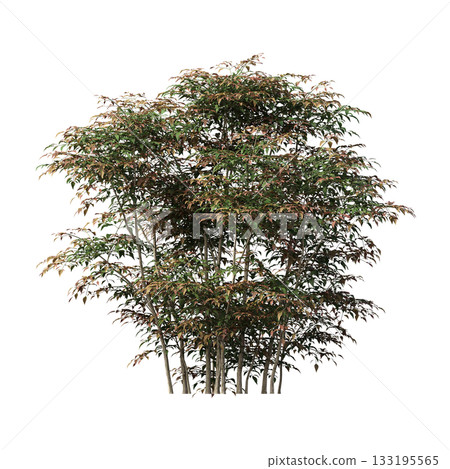 deciduous tree, isolate on a transparent background, 3d illustration 133195565