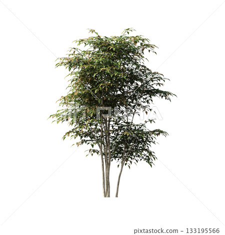 deciduous tree, isolate on a transparent background, 3d illustration 133195566