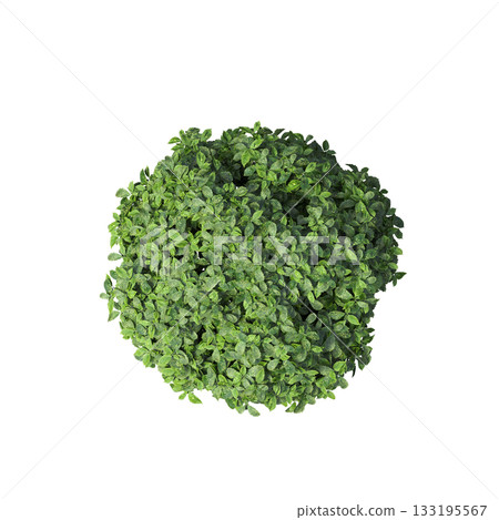 deciduous tree, isolate on a transparent background, 3d illustration 133195567
