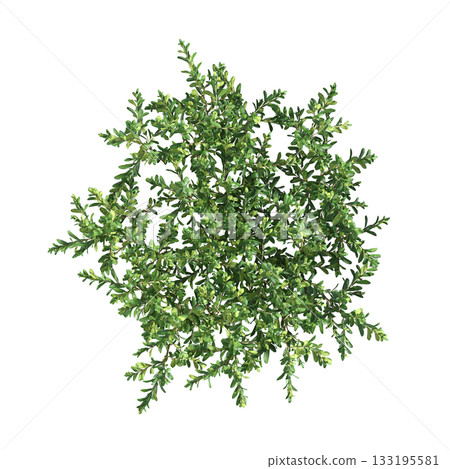 deciduous tree, isolate on a transparent background, 3d illustration 133195581