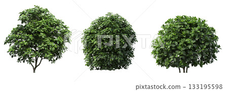 deciduous tree, isolate on a transparent background, 3d illustration deciduous tree, isolate on a transparent background, 3d illustration 133195598