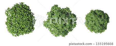 deciduous tree, isolate on a transparent background, 3d illustration deciduous tree, isolate on a transparent background, 3d illustration 133195608