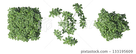 deciduous tree, isolate on a transparent background, 3d illustration deciduous tree, isolate on a transparent background, 3d illustration 133195609