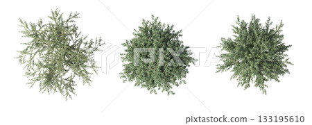 deciduous tree, isolate on a transparent background, 3d illustration deciduous tree, isolate on a transparent background, 3d illustration 133195610