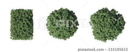deciduous tree, isolate on a transparent background, 3d illustration deciduous tree, isolate on a transparent background, 3d illustration 133195615