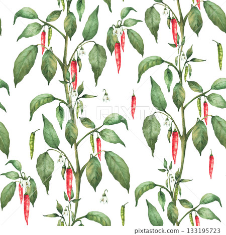 Chili pepper plant with flowers red end green pepper pods and leaves seamless pattern. Hand drawn watercolor illustration. Hot spicy garden vegetables for fabric, gardening. Isolated from background Chili pepper plant with flowers red end green pepper pods and leaves seamless pattern. Hand drawn watercolor illustration. Hot spicy garden vegetables for fabric, gardening. Isolated from background 133195723