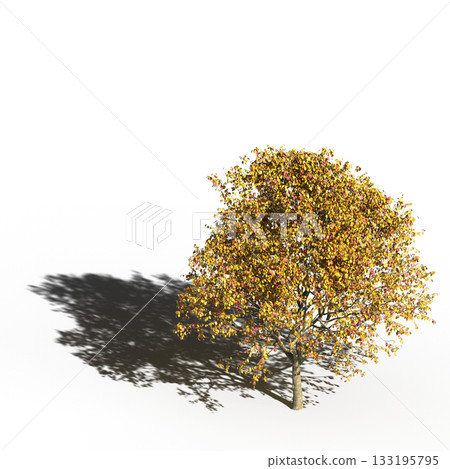 large tree with a shadow under it, isolated on a transparent background, 3D illustration, cg render 133195795