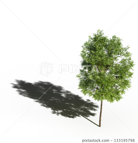 large tree with a shadow under it, isolated on a transparent background, 3D illustration, cg render large tree with a shadow under it, isolated on a transparent background, 3D illustration, cg render 133195798