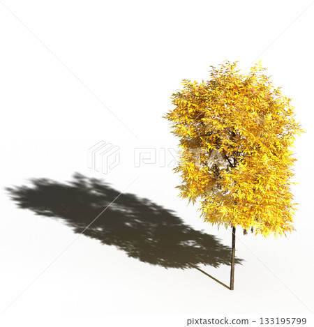large tree with a shadow under it, isolated on a transparent background, 3D illustration, cg render large tree with a shadow under it, isolated on a transparent background, 3D illustration, cg render 133195799