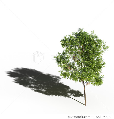 large tree with a shadow under it, isolated on a transparent background, 3D illustration, cg render large tree with a shadow under it, isolated on a transparent background, 3D illustration, cg render 133195800