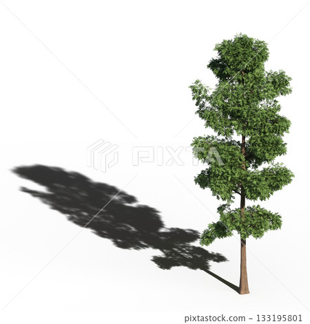 large tree with a shadow under it, isolated on a transparent background, 3D illustration, cg render large tree with a shadow under it, isolated on a transparent background, 3D illustration, cg render 133195801