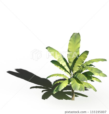 large tree with a shadow under it, isolated on a transparent background, 3D illustration, cg render large tree with a shadow under it, isolated on a transparent background, 3D illustration, cg render 133195807