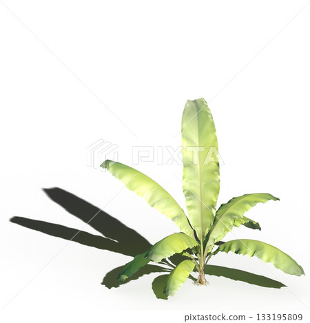 large tree with a shadow under it, isolated on a transparent background, 3D illustration, cg render 133195809
