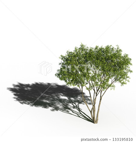 large tree with a shadow under it, isolated on a transparent background, 3D illustration, cg render 133195810