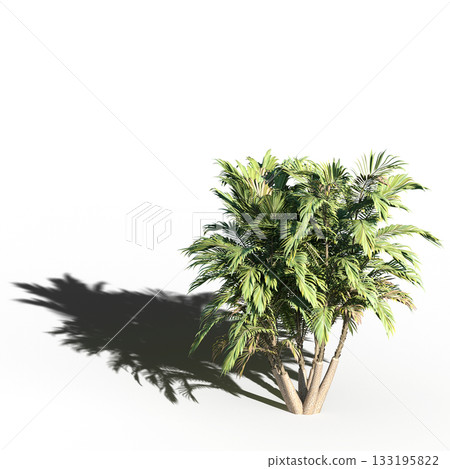 large tree with a shadow under it, isolated on a transparent background, 3D illustration, cg render 133195822