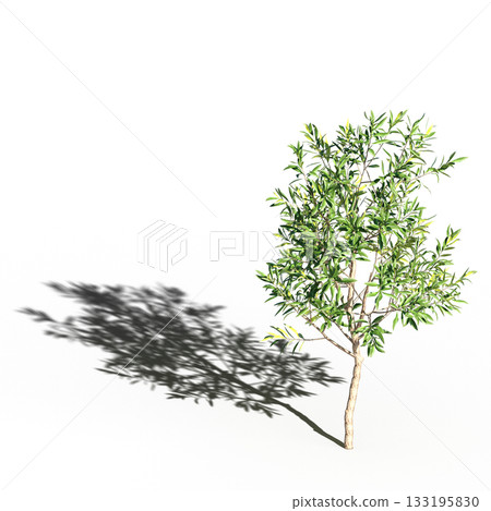 large tree with a shadow under it, isolated on a transparent background, 3D illustration, cg render large tree with a shadow under it, isolated on a transparent background, 3D illustration, cg render 133195830