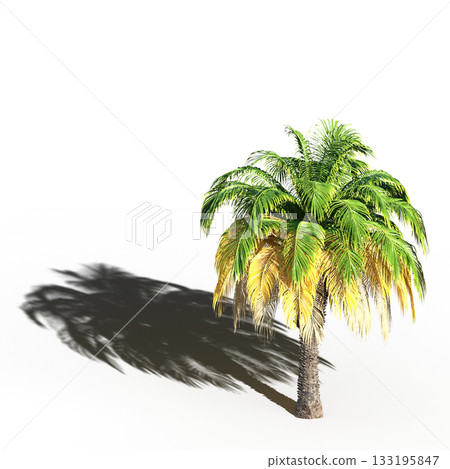 large tree with a shadow under it, isolated on a transparent background, 3D illustration, cg render 133195847
