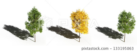 large tree with a shadow under it, isolated on a transparent background, 3D illustration, cg render 133195863