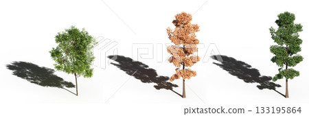 large tree with a shadow under it, isolated on a transparent background, 3D illustration, cg render 133195864