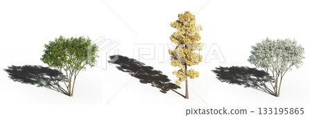 large tree with a shadow under it, isolated on a transparent background, 3D illustration, cg render 133195865