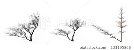 large tree with a shadow under it, isolated on a transparent background, 3D illustration, cg render 133195866