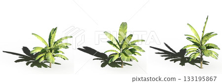 large tree with a shadow under it, isolated on a transparent background, 3D illustration, cg render 133195867