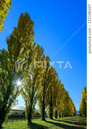 Yellow leaves of the Heisei poplar trees at Hokkaido University_6010 Yellow leaves of the Heisei poplar trees at Hokkaido University_6010 133196207