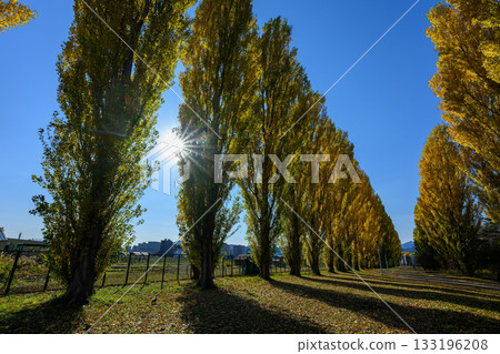 Yellow leaves of the Heisei poplar trees at Hokkaido University_6013 Yellow leaves of the Heisei poplar trees at Hokkaido University_6013 133196208