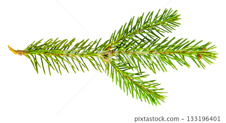 Christmas tree twig green isolate 133196401