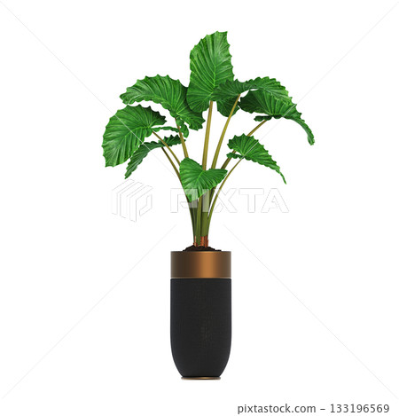 decorative flower in a pot isolate on a transparent background, 3D illustration, cg render 133196569