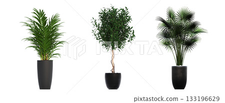 decorative flower in a pot isolate on a transparent background, 3D illustration, cg render 133196629