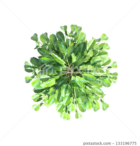 decorative flowers and plants for the interior, isolated on transparent background, 3D illustration, cg render 133196775