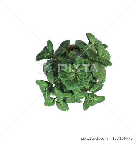decorative flowers and plants for the interior, isolated on transparent background, 3D illustration, cg render decorative flowers and plants for the interior, isolated on transparent background, 3D illustration, cg render 133196776
