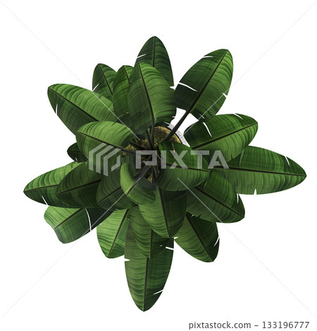 decorative flowers and plants for the interior, isolated on transparent background, 3D illustration, cg render decorative flowers and plants for the interior, isolated on transparent background, 3D illustration, cg render 133196777