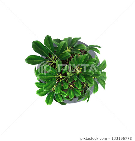 decorative flowers and plants for the interior, isolated on transparent background, 3D illustration, cg render decorative flowers and plants for the interior, isolated on transparent background, 3D illustration, cg render 133196778