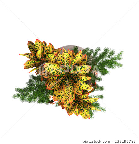 decorative flowers and plants for the interior, isolated on transparent background, 3D illustration, cg render decorative flowers and plants for the interior, isolated on transparent background, 3D illustration, cg render 133196785
