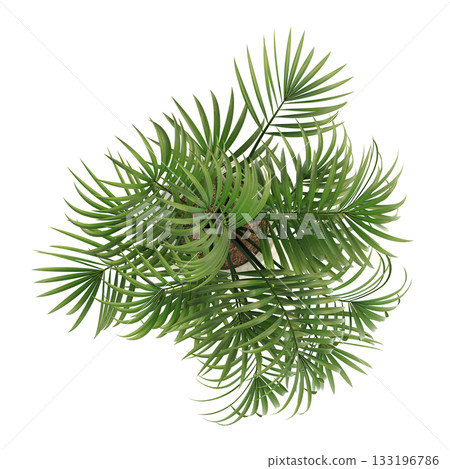 decorative flowers and plants for the interior, isolated on transparent background, 3D illustration, cg render decorative flowers and plants for the interior, isolated on transparent background, 3D illustration, cg render 133196786