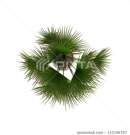 decorative flowers and plants for the interior, isolated on transparent background, 3D illustration, cg render decorative flowers and plants for the interior, isolated on transparent background, 3D illustration, cg render 133196787