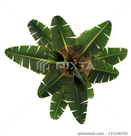 decorative flowers and plants for the interior, isolated on transparent background, 3D illustration, cg render decorative flowers and plants for the interior, isolated on transparent background, 3D illustration, cg render 133196792