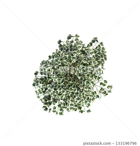 decorative flowers and plants for the interior, isolated on transparent background, 3D illustration, cg render 133196796