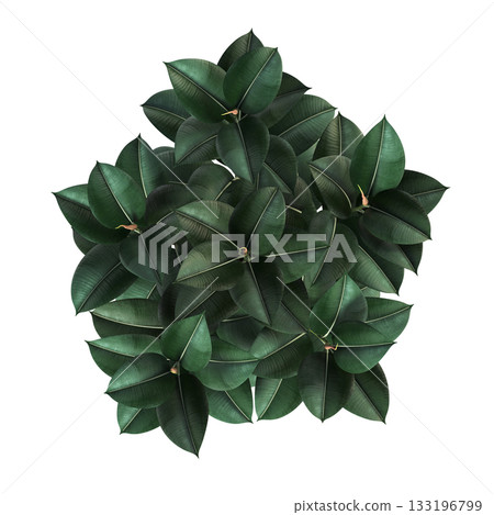 decorative flowers and plants for the interior, isolated on transparent background, 3D illustration, cg render 133196799