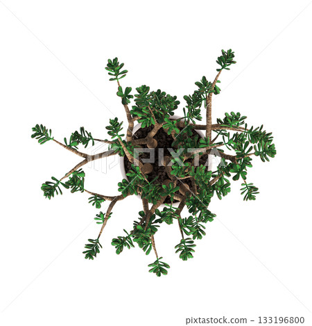 decorative flowers and plants for the interior, isolated on transparent background, 3D illustration, cg render 133196800