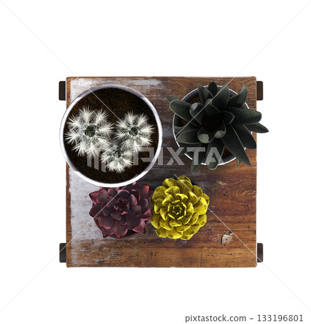 decorative flowers and plants for the interior, isolated on transparent background, 3D illustration, cg render decorative flowers and plants for the interior, isolated on transparent background, 3D illustration, cg render 133196801