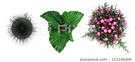 decorative flowers and plants for the interior, isolated on transparent background, 3D illustration, cg render decorative flowers and plants for the interior, isolated on transparent background, 3D illustration, cg render 133196806
