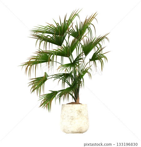 decorative flowers and plants for the interior, isolated on transparent background, 3D illustration, cg render 133196830