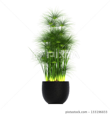 decorative flowers and plants for the interior, isolated on transparent background, 3D illustration, cg render decorative flowers and plants for the interior, isolated on transparent background, 3D illustration, cg render 133196833