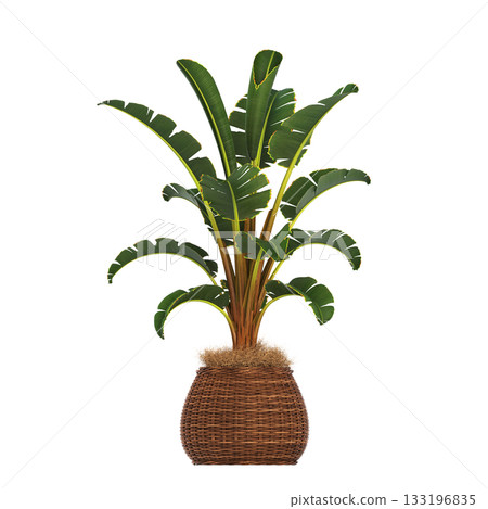 decorative flowers and plants for the interior, isolated on transparent background, 3D illustration, cg render decorative flowers and plants for the interior, isolated on transparent background, 3D illustration, cg render 133196835